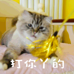 打你丫的萌宠猫gif动图表情包