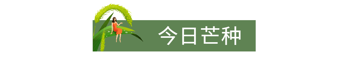 芒种节气标题框动态分割线预览效果