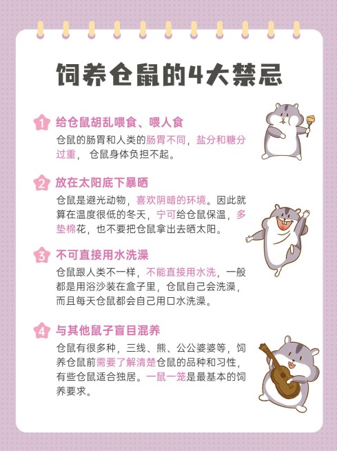 仓鼠宠物饲养知识科普小红书配图预览效果