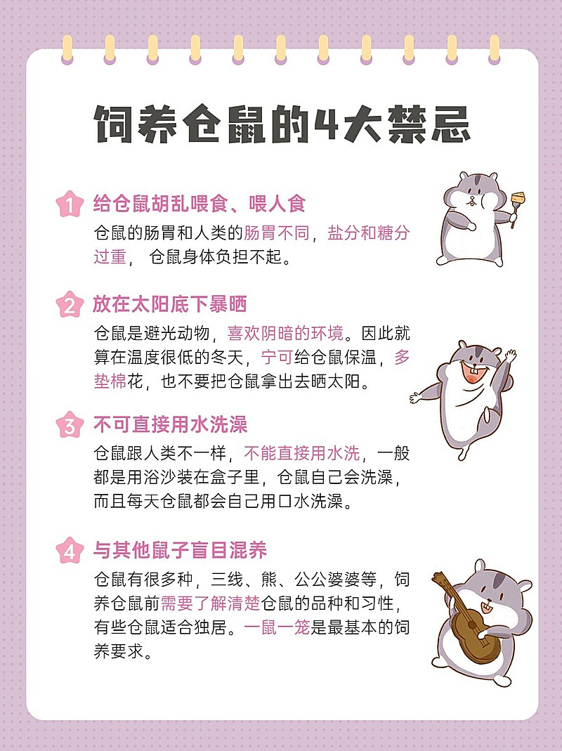 仓鼠宠物饲养知识科普小红书配图