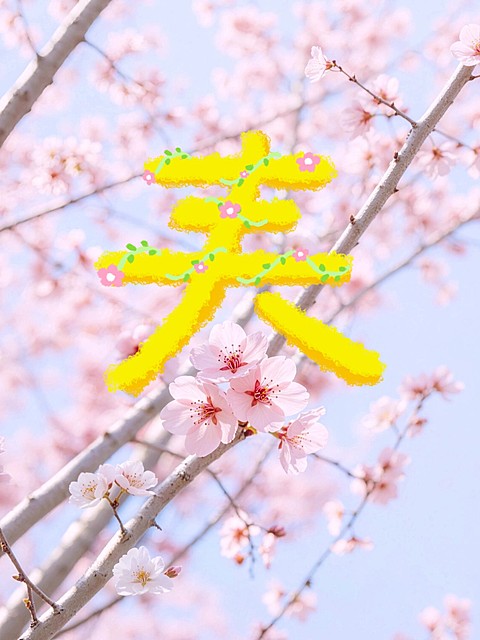 摄影花鸟字春天花摄影摄像plog