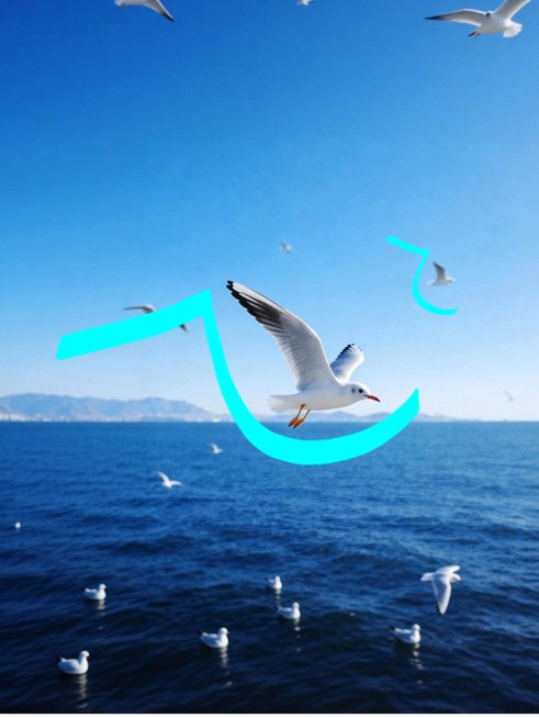 摄影花鸟字旅游出行海鸥飞鸟plog预览效果