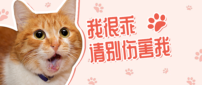 宠物关爱动物禁止虐待公众号首图