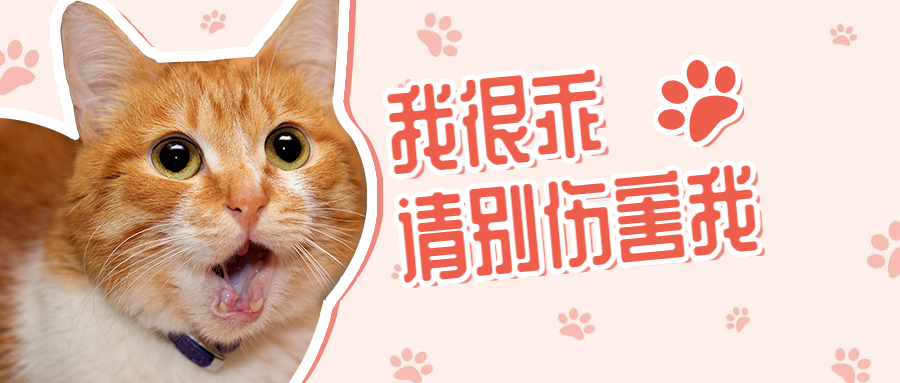 宠物关爱动物禁止虐待公众号首图
