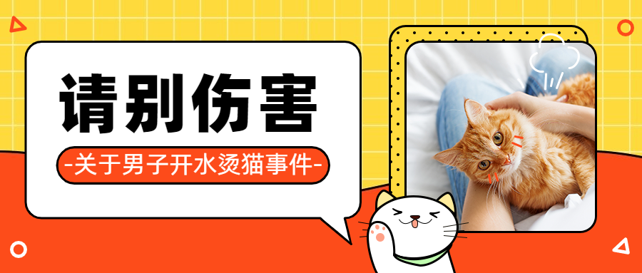 宠物关爱动物禁止虐待公众号首图预览效果
