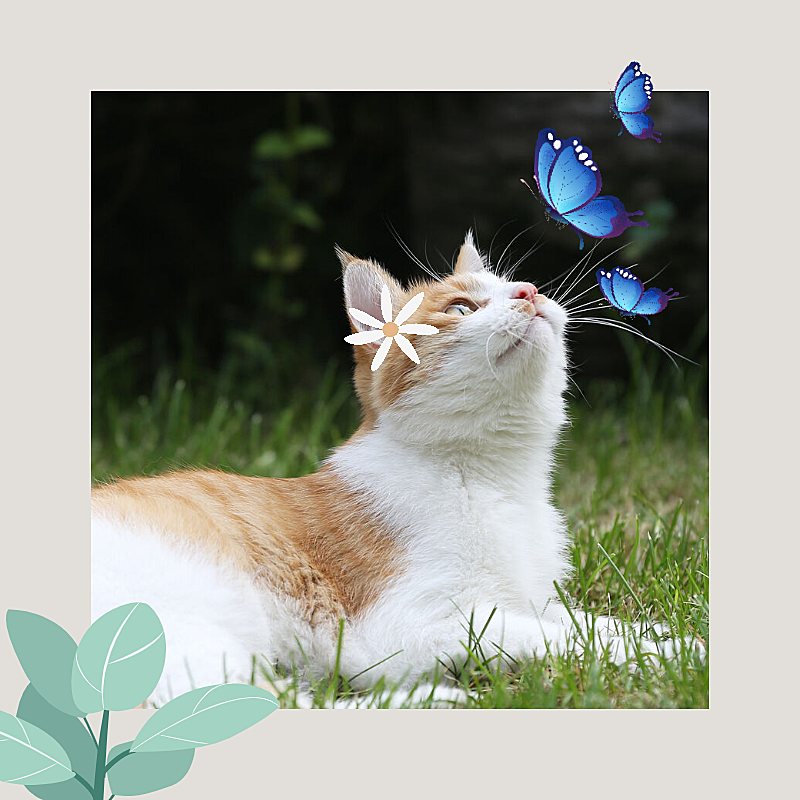 Cute Pet Mark Template