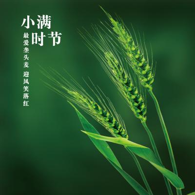 小满节气祝福问候夏季实景方形海报