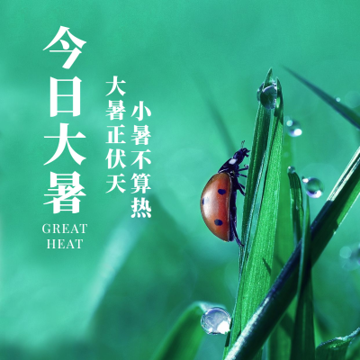 大暑节气实景昆虫夏天方形海报
