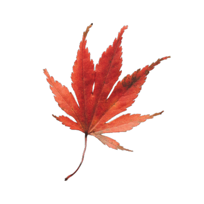 植物4.png