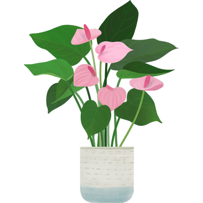 植物插画-花烛