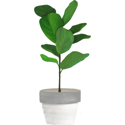 植物插画-琴叶榕