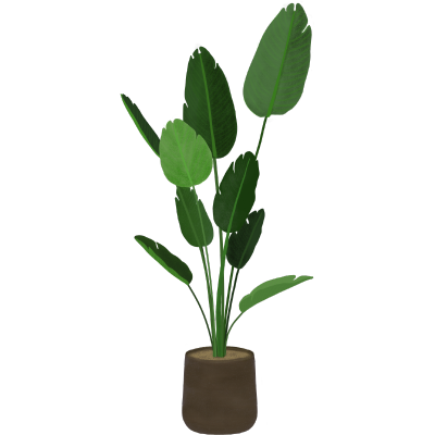 植物插画-旅人蕉