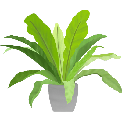 植物插画-巢蕨