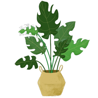 清新风植物盆栽主题插画-龟背竹