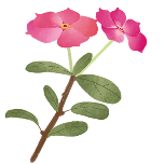 长春花手绘动态贴纸