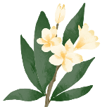 鸡蛋花手绘动态贴纸