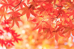 秋深枫叶红