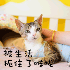 被生活扼住喉咙萌宠GIF表情包预览效果