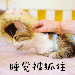 睡觉被抓住萌宠猫GIF表情包预览效果