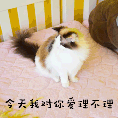 爱理不理萌宠猫GIF动图表情包预览效果