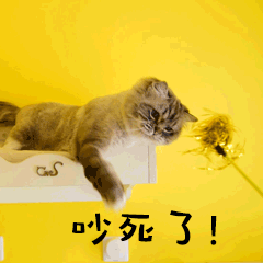 吵死了萌宠猫GIF动图表情包预览效果