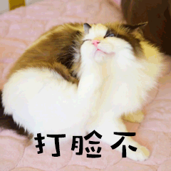 打脸不萌宠猫GIF动图表情包预览效果