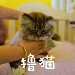 撸猫萌宠GIF动图表情包预览效果