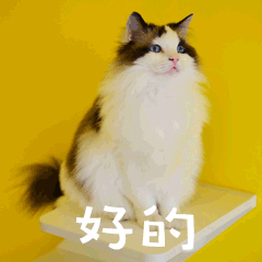 好的萌宠猫GIF动图表情包预览效果