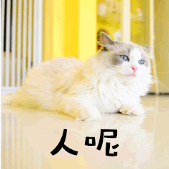 人呢萌宠猫GIF动图表情包预览效果