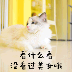 没看过美女哦萌宠猫GIF表情包预览效果