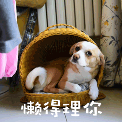 懒得理你萌宠狗GIF动图表情包预览效果