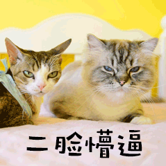 二脸懵逼萌宠猫GIF动图表情包预览效果