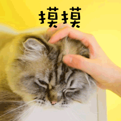 摸摸萌宠猫GIF动图表情包预览效果