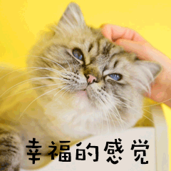 幸福的感觉萌宠猫GIF动图表情包预览效果