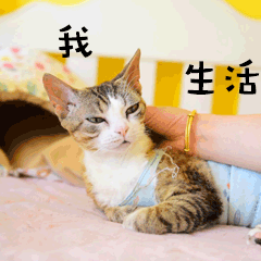 我生活萌宠猫GIF动图表情包预览效果