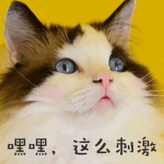 流鼻血害羞猫咪宠物GIF萌宠表情包 预览效果
