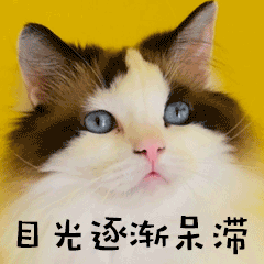呆白痴傻瓜猫咪宠物GIF萌宠表情包 预览效果