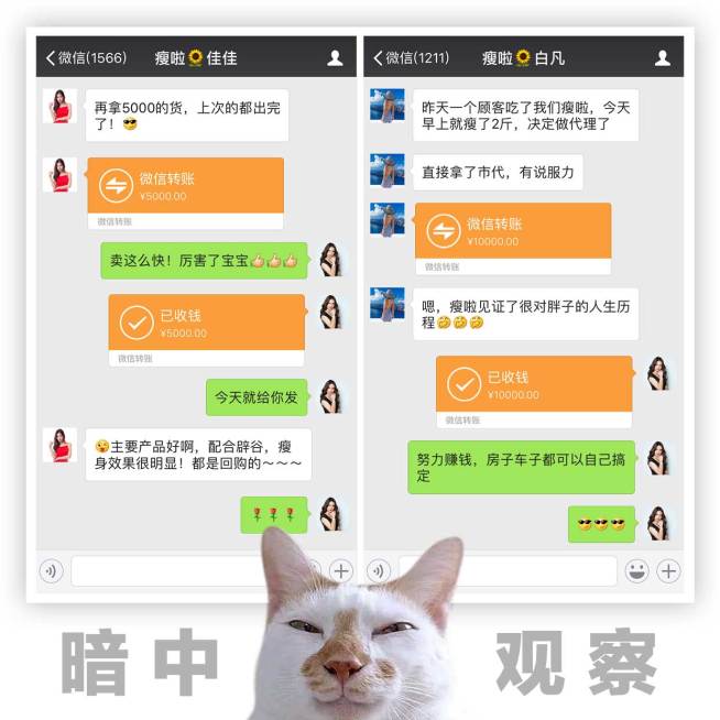 萌宠白猫花式晒单方形海报预览效果
