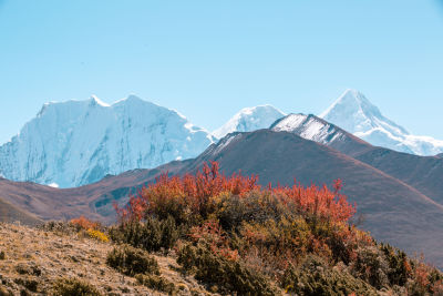 风光系列实景前景有花丛远处有雪山