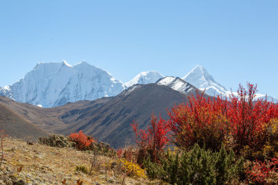 风光系列实景前景有花丛远处有雪山