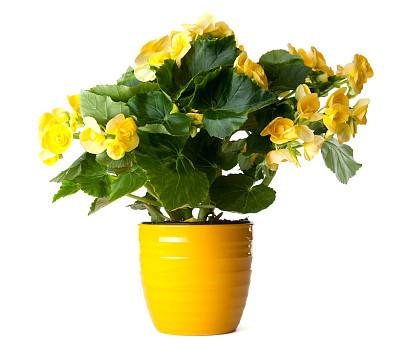 Yellow Begonia