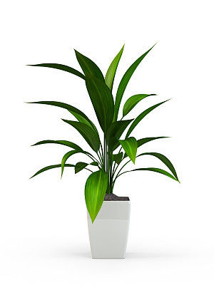 Green potted plant