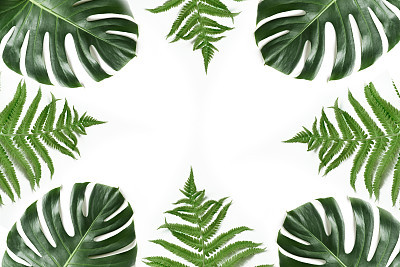 Monstera and fern foliage as border on white. Isolated with copy space. Summer frame for design.
