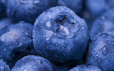 Wet Blueberry Closeup
