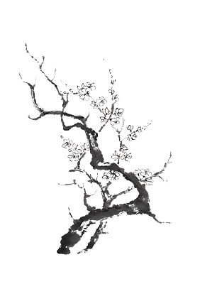 Japanese style sumi-e blooming plum tree ink painting.