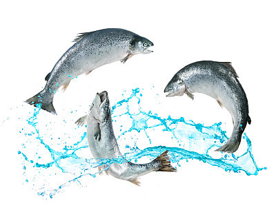 Salmon fish jumping out of water