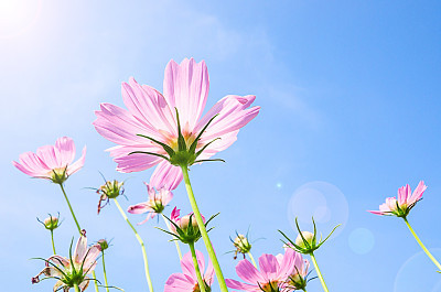 beautiful pink and red cosmos flower field on blue sky.
