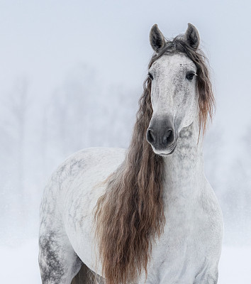 Grey Pure Spanish Horse with long mane.