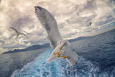 Seagull fishing