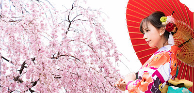 Cherry blossoms and Asian woman wearing KIMONO.